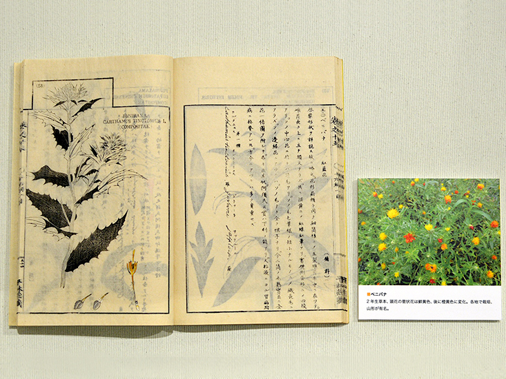 ミニ企画展 本草学と薬用植物 | 帝京大学総合博物館