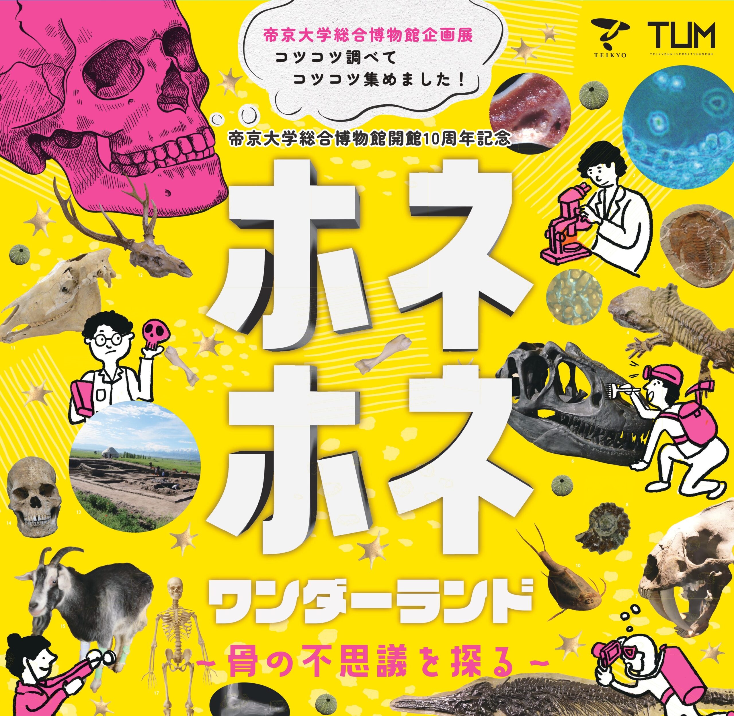 ホネホネワンダーランド | 帝京大学総合博物館